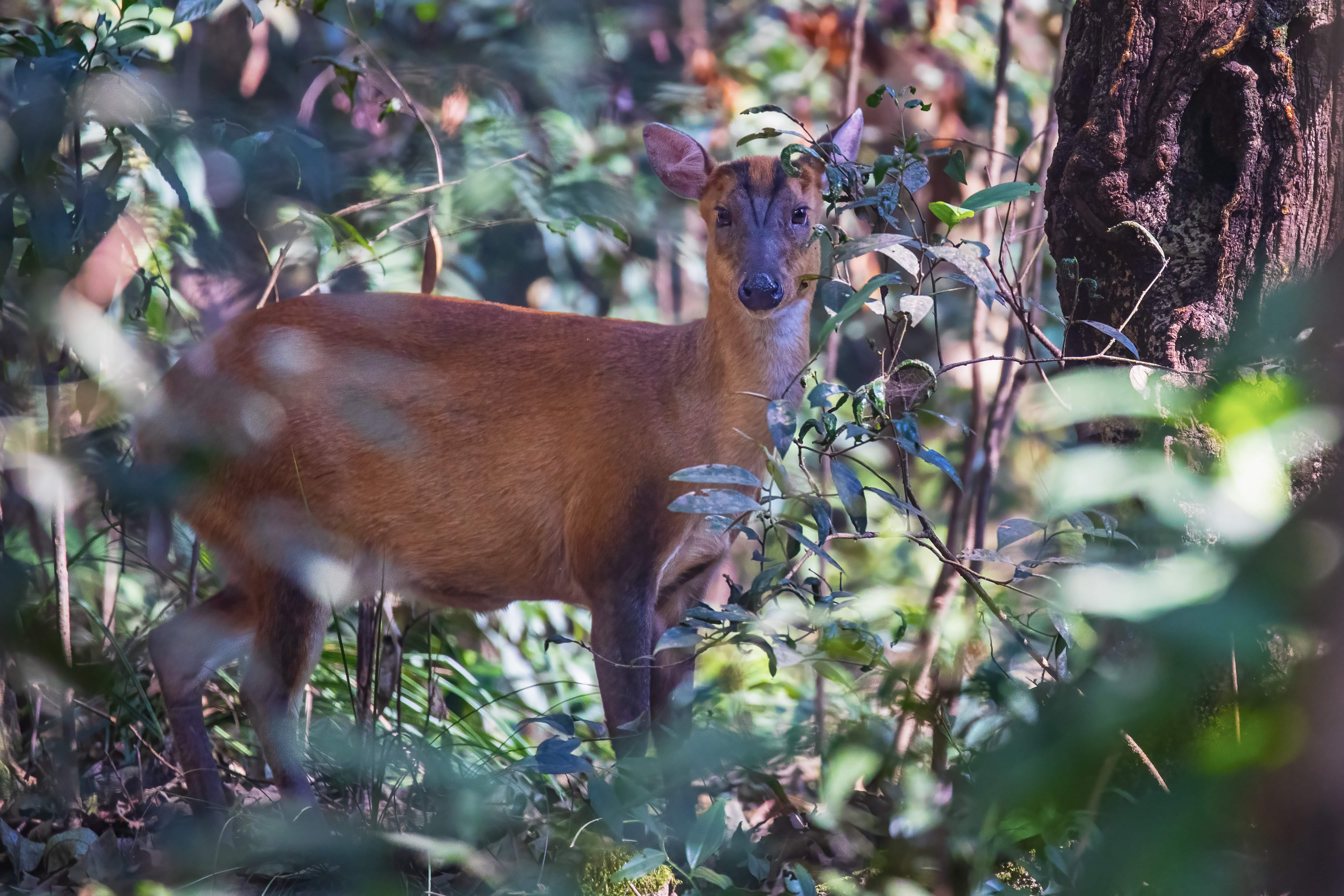 Barking Deer